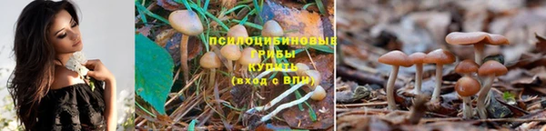 стафф Володарск